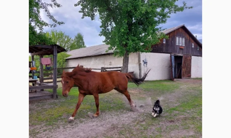 Денники для ваших коней в оренду - фото № 3
