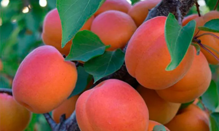 Абрикос Кіото - самоплодный сорт с высокой урожайностью - фото № 4