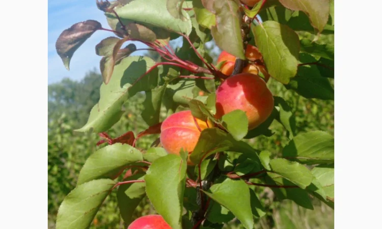 Абрикос Кіото - самоплодный сорт с высокой урожайностью - фото № 5