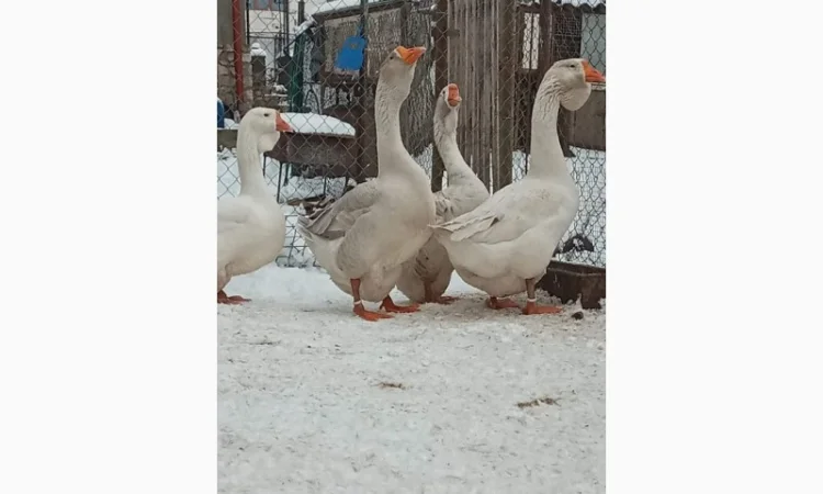 Яйця гусей холмогор - фото № 1