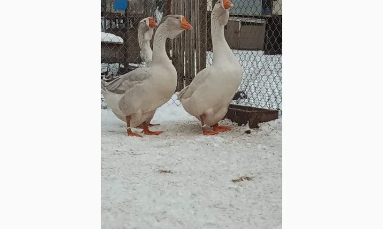 Яйця гусей холмогор - фото № 2