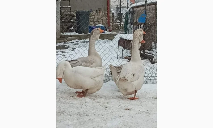 Яйця гусей холмогор - фото № 3