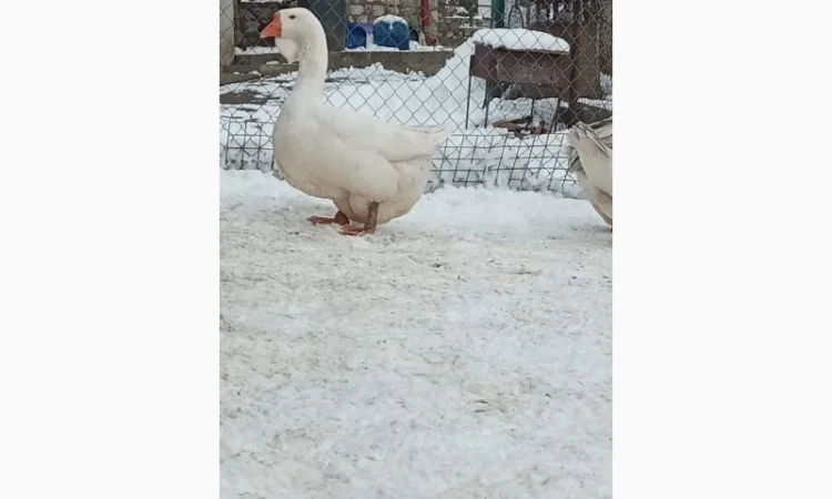 Яйця гусей холмогор - фото № 4