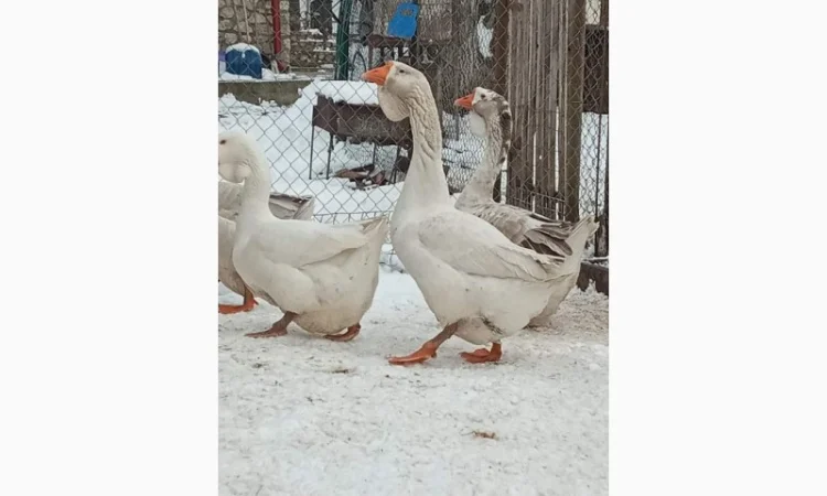 Яйця гусей холмогор - фото № 5