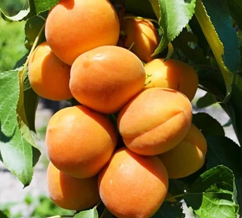 Саженцы колоновидного абрикоса Принц Март в продаже - фото № 1