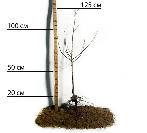 Саженцы колоновидного абрикоса Принц Март в продаже - фото № 2