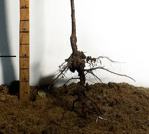 Саженцы колоновидного абрикоса Принц Март в продаже - фото № 3