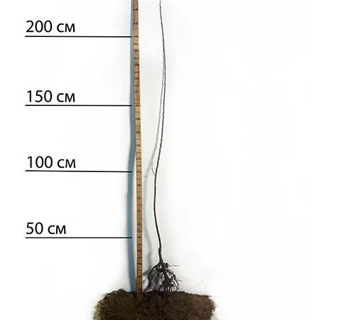 Саженцы абрикоса Ерли Блаш - 1 год - фото № 1