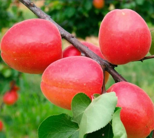 Саженцы абрикоса Ерли Блаш - 1 год - фото № 2