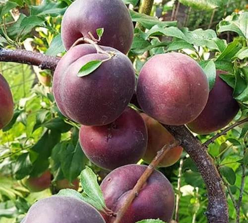 Саджанці абрикоса Чорний Принц - 2 роки - фото № 1