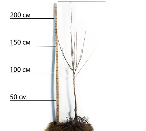 Саджанці абрикоса Чорний Принц - 2 роки - фото № 2