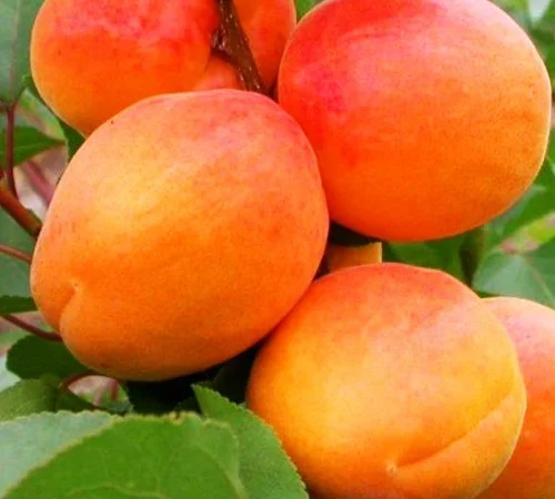 Саженцы абрикоса Фардао - 2-летние - фото № 1