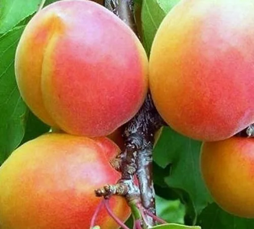 Саженцы абрикоса Вондер Кот - 2-летние - фото № 1