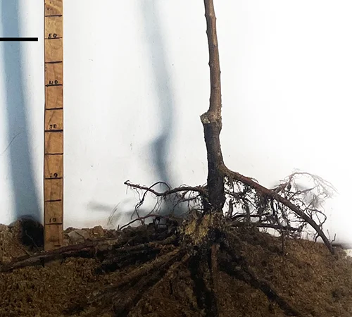 Саженцы абрикоса Вондер Кот - 2-летние - фото № 3