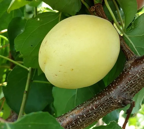 Саженцы абрикоса Ананасный - 2 года - фото № 1