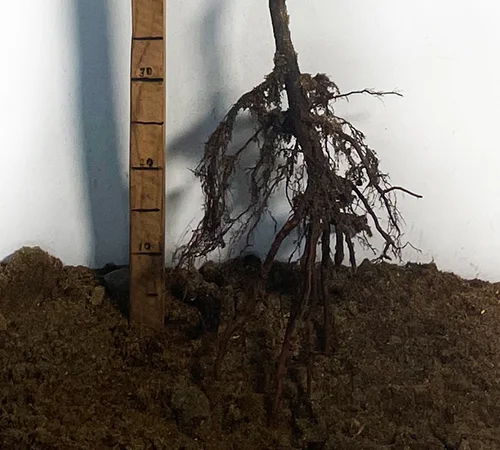 Саженцы абрикоса Чёрный Принц - 1 год - фото № 2