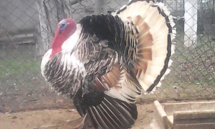 Продам инкубационное яйцо индюков - фото № 1