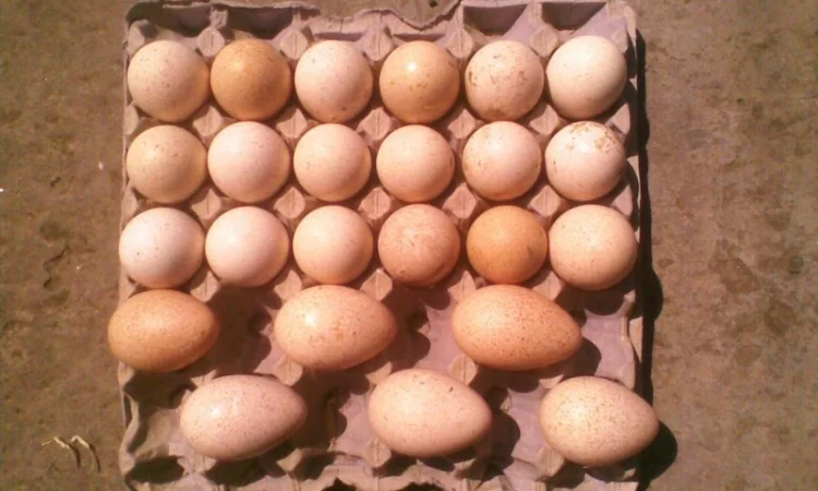 Продам инкубационное яйцо индюков - фото № 2