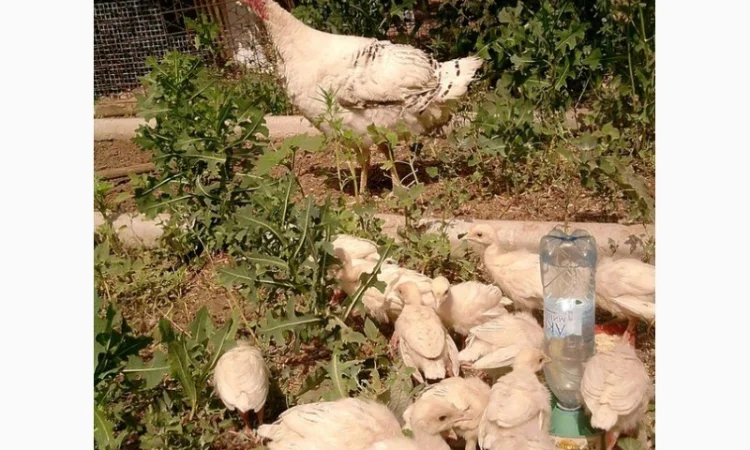 Продам инкубационное яйцо индюков - фото № 3