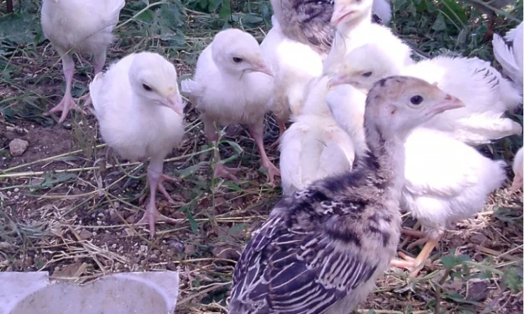 Продам инкубационное яйцо индюков - фото № 4