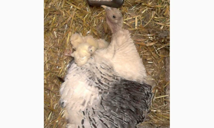 Продам инкубационное яйцо индюков - фото № 6