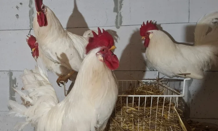 Инкубационное яйцо Леггорн белый - фото № 2