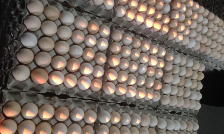 Инкубационное яйцо бройлера кросса ROSS 308 производства стран ЕС - фото № 1