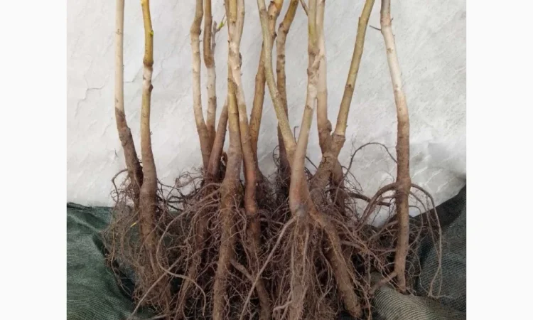 Саженцы и черенки для прививки ореха Пекан - фото № 1