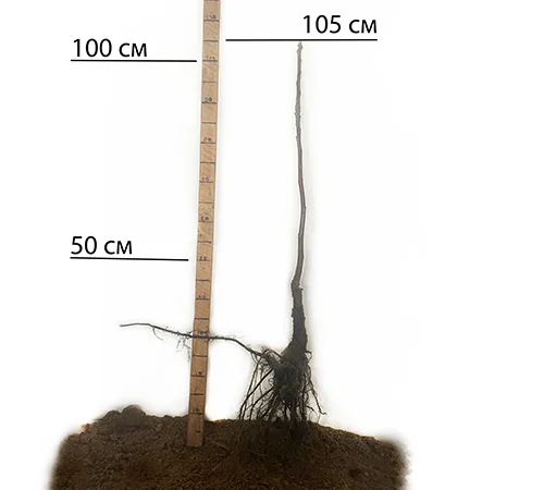 Саженцы грецкого ореха Алтай 2 года (привитые) - фото № 2