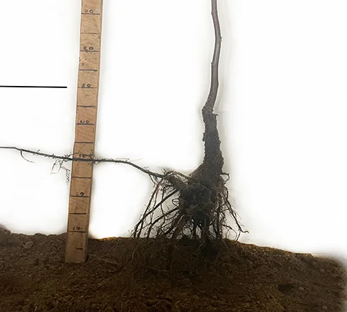 Саженцы грецкого ореха Ивана Багряного - 2 года (привитый) - фото № 3