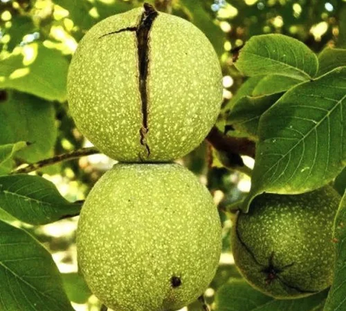 Саженцы грецкого ореха Буковинский 2 – 2 года (привитые) - фото № 1