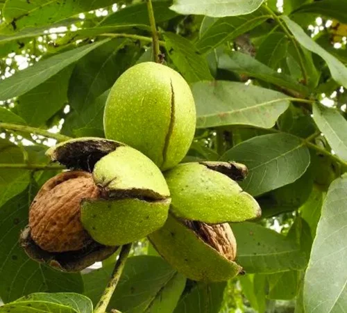 Саженцы грецкого ореха Буковинская Бомба - 3 года - фото № 2