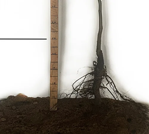 Саженцы грецкого ореха Буковинская Бомба - 2 года - фото № 1
