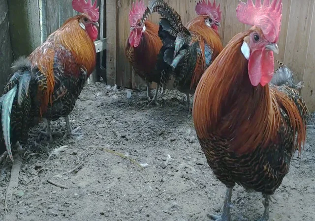 Інкубаційне яйце.(Курчата) Брекель срібло - фото № 1