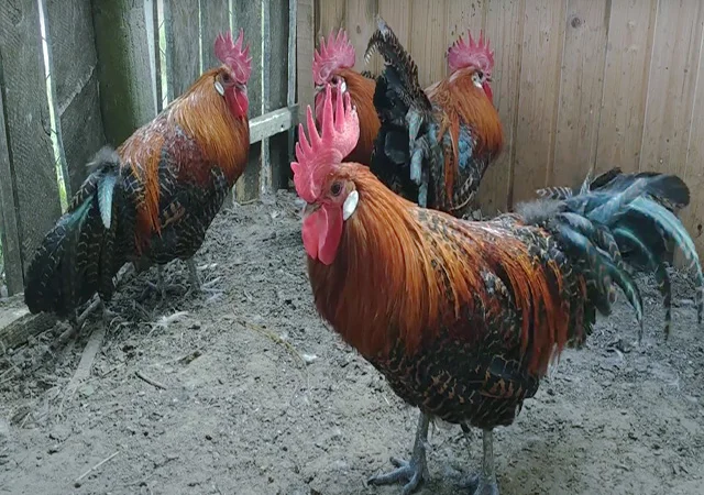 Інкубаційне яйце.(Курчата) Брекель срібло - фото № 3