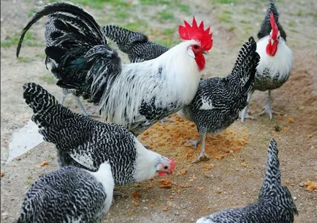 Інкубаційне яйце.(Курчата) Брекель срібло - фото № 4