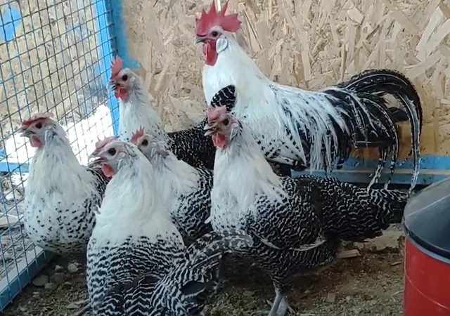 Інкубаційне яйце.(Курчата) Брекель срібло - фото № 5