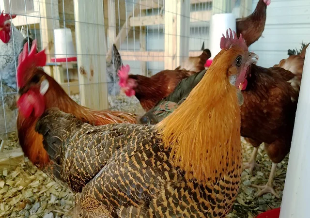 Інкубаційне яйце.(Курчата) Брекель срібло - фото № 7