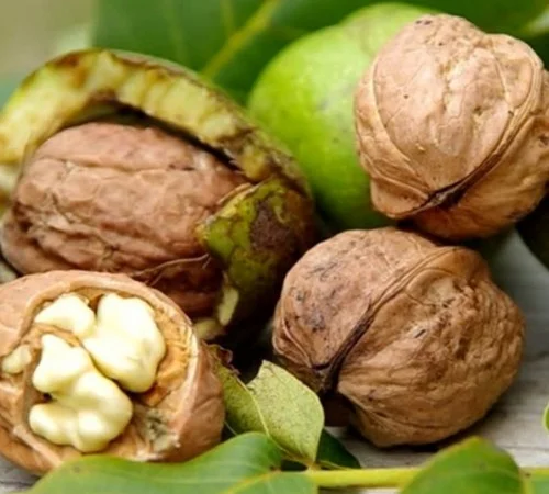 Саженцы грецкого ореха Астахивский - 2-летние - фото № 3