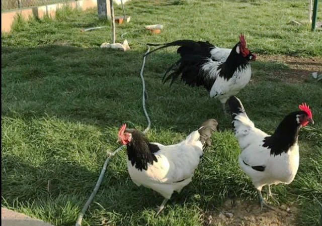 Інкубаційне яйце.(Курчата) Лакенфельдер. Птиця - фото № 1