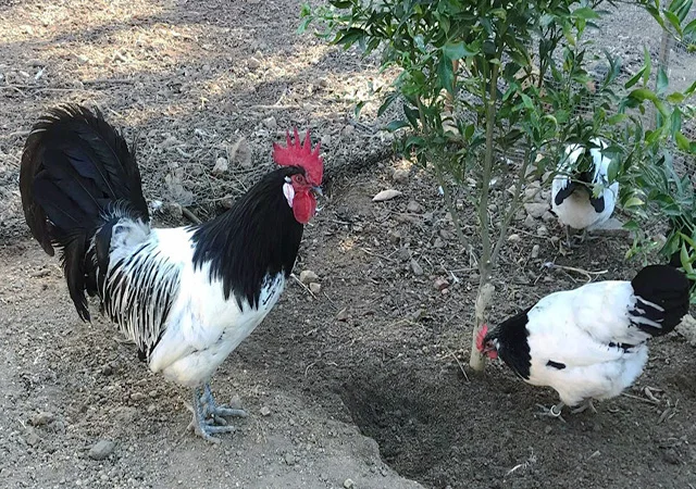 Інкубаційне яйце.(Курчата) Лакенфельдер. Птиця - фото № 2