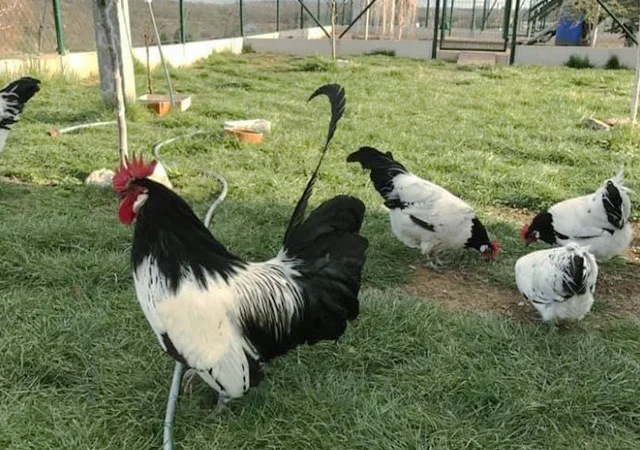 Інкубаційне яйце.(Курчата) Лакенфельдер. Птиця - фото № 3