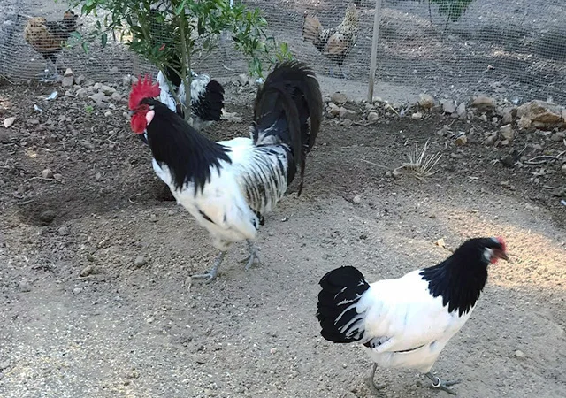 Інкубаційне яйце.(Курчата) Лакенфельдер. Птиця - фото № 4