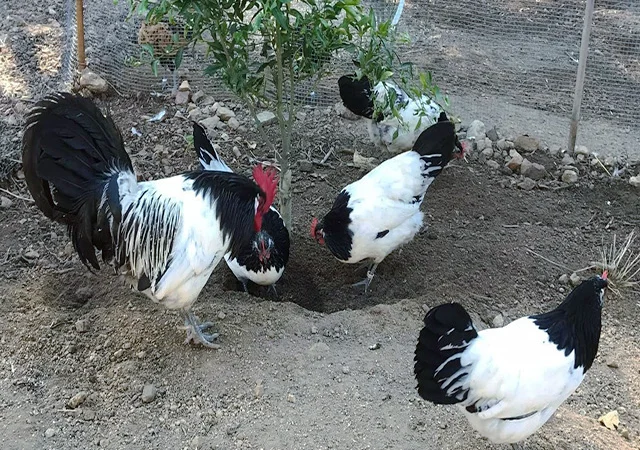 Інкубаційне яйце.(Курчата) Лакенфельдер. Птиця - фото № 5