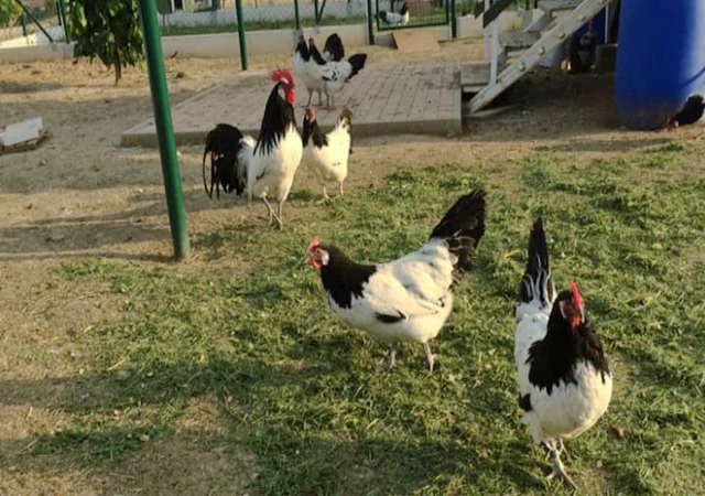 Інкубаційне яйце.(Курчата) Лакенфельдер. Птиця - фото № 6