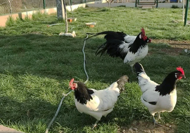 Інкубаційне яйце.(Курчата) Лакенфельдер. Птиця - фото № 7