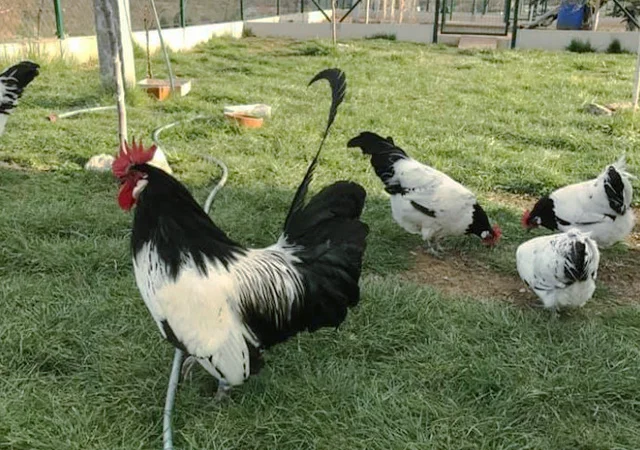 Інкубаційне яйце.(Курчата) Лакенфельдер. Птиця - фото № 8