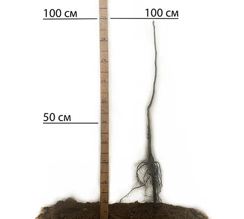 Саженцы грецкого ореха Астахивский - 1 год - фото № 1