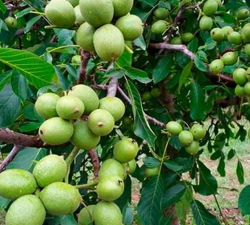 Саженцы грецкого ореха Алтай - 3-летние - фото № 1