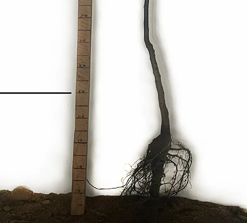 Саженцы грецкого ореха Алтай - 3-летние - фото № 3